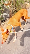 GREICY Image 1